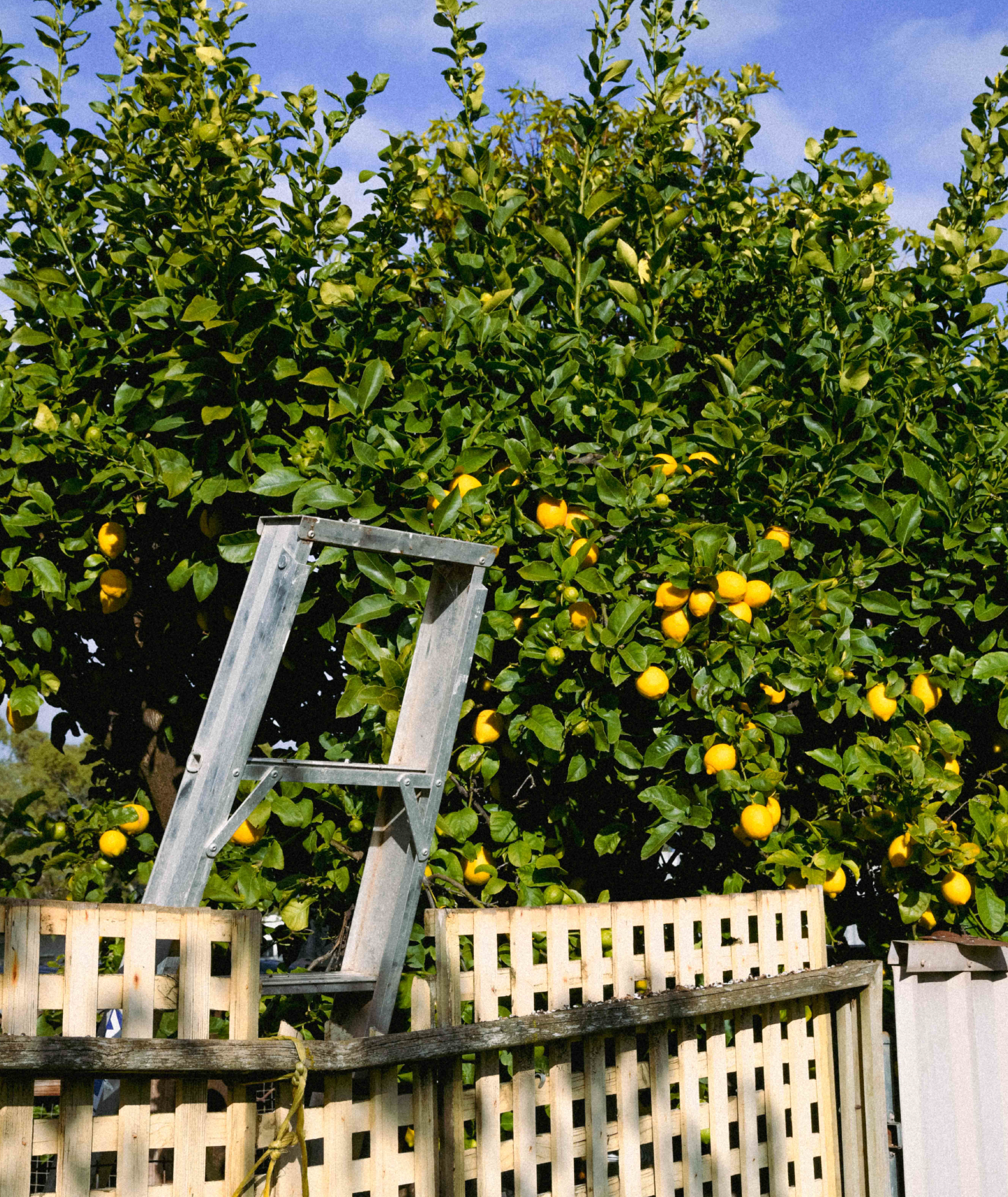 An outdoor photograph of a lemon tree with a ladder in-front against a lattice fence. 