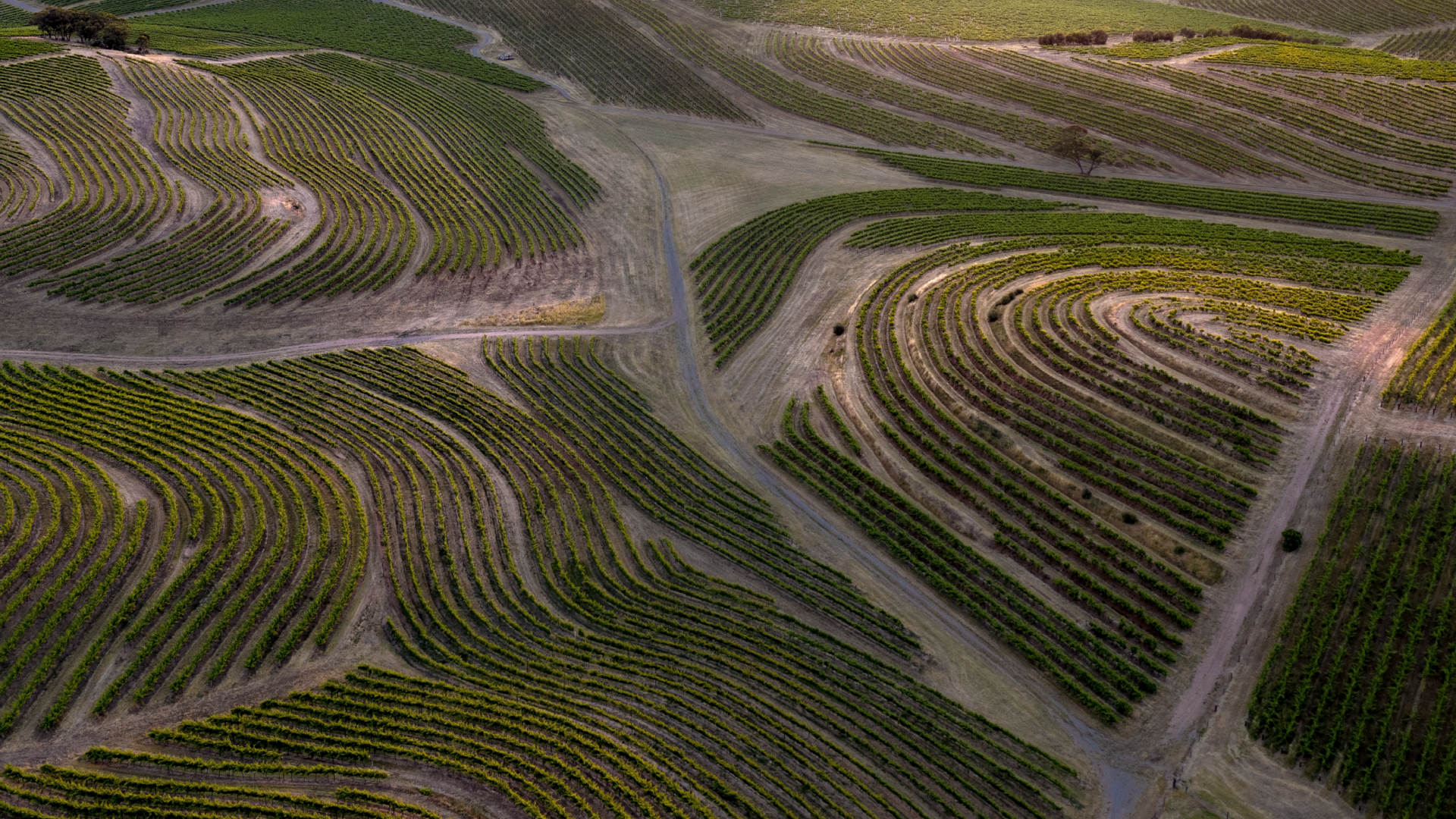 Landscape image showing the Yeenunga Vineyards in McLaren Vale. This image give context to the artwork used for the front label of the wine packaging.
